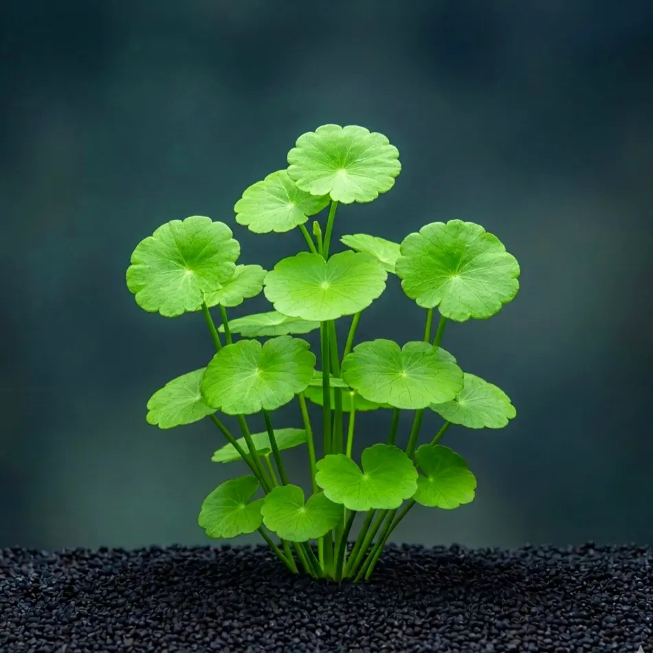 Hydrocotyle verticillata / Dennerle-Plants AquaTimo