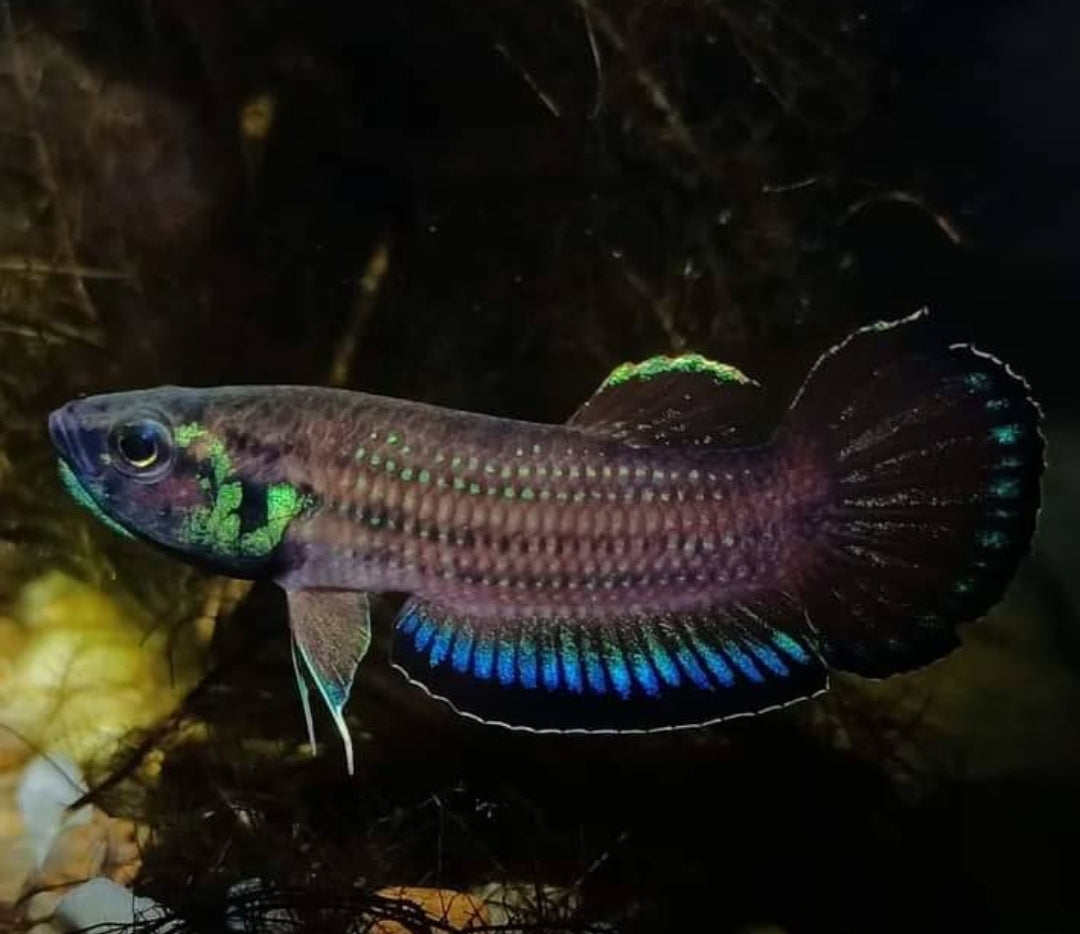 Simplex-Kampffisch – Betta simplex 🐟🌿