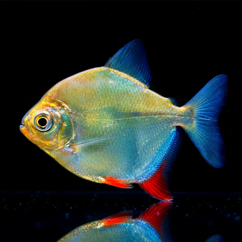 Rotflossen-Hakenscheibensalmler – Myleus rubripinnis (Myloplus rubripinnis) AquaTimo