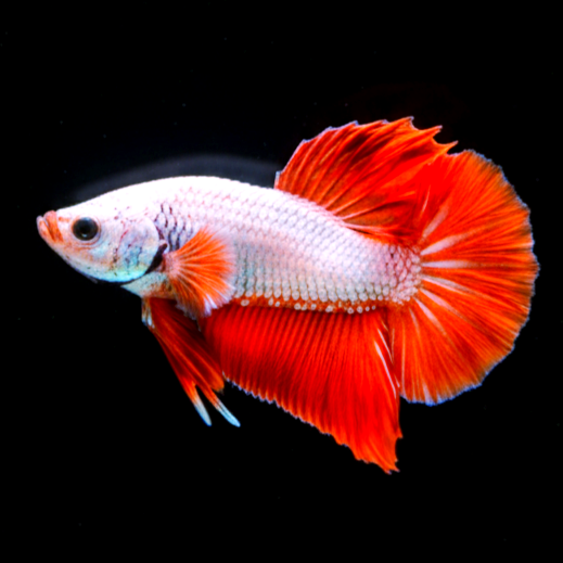 Kampffisch Betta splendens – Plakat Red Dragon