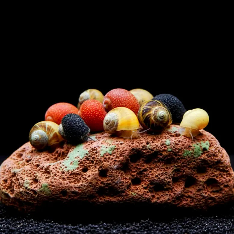 Clithon sowerbianum - 💙❤️🧡💛Fancy Geweihschnecke AquaTimo