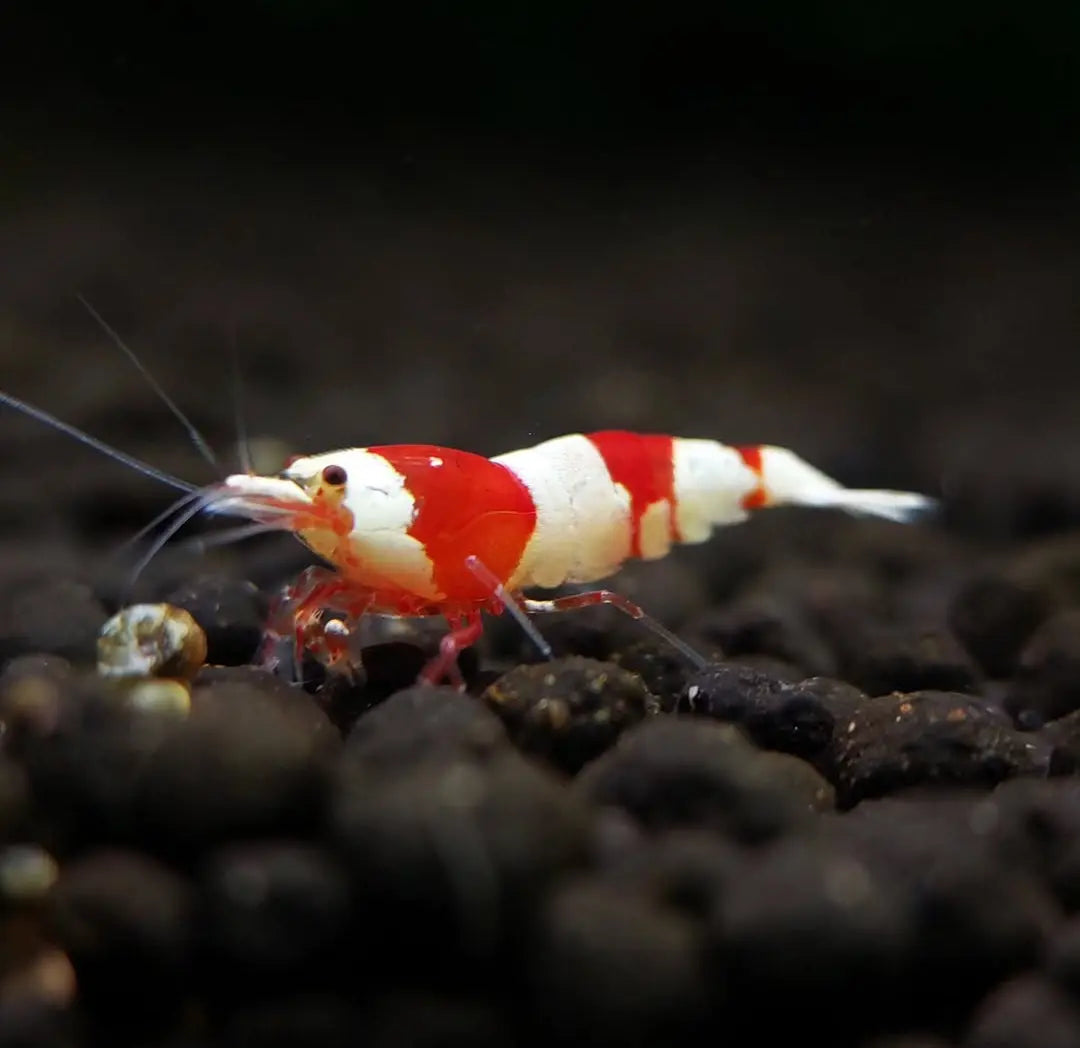 Caridina logemanni - Zwerggarnele ❤️🤍 "Kristal Red" K2-K4 AquaTimo