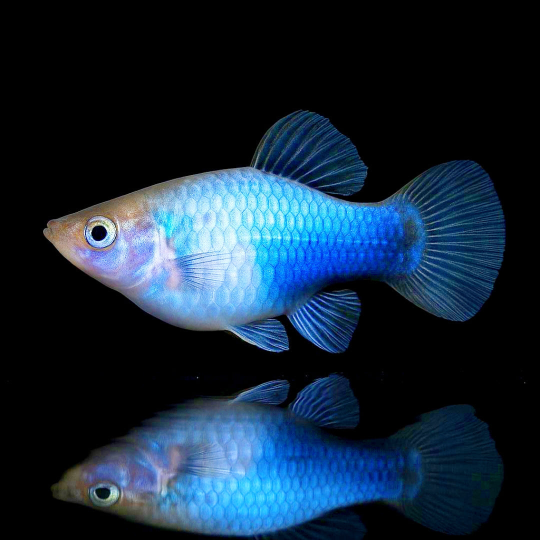 Platy Mickey Maus Blau – Der charmante Klassiker mit besonderem Muster