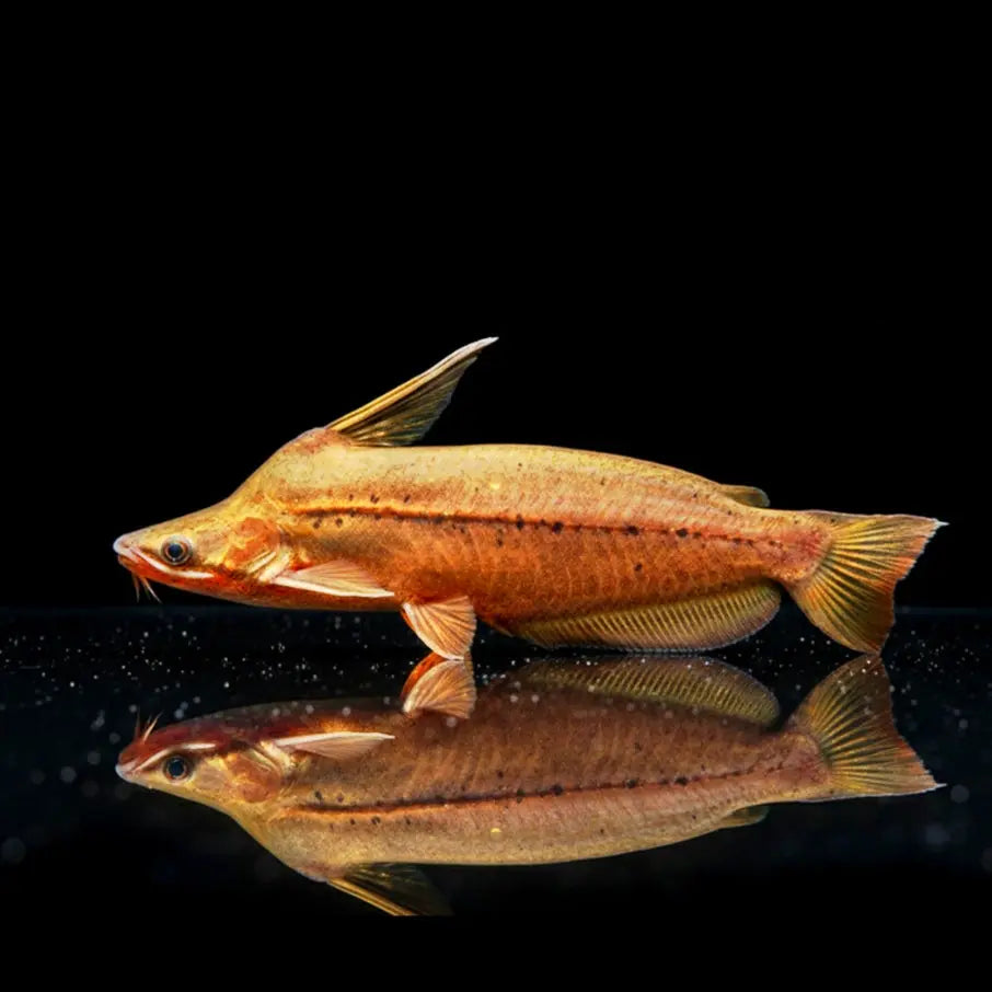Wallace' Wurzel-Delphinwels
Tetranematichthys wallacei AquaTimo