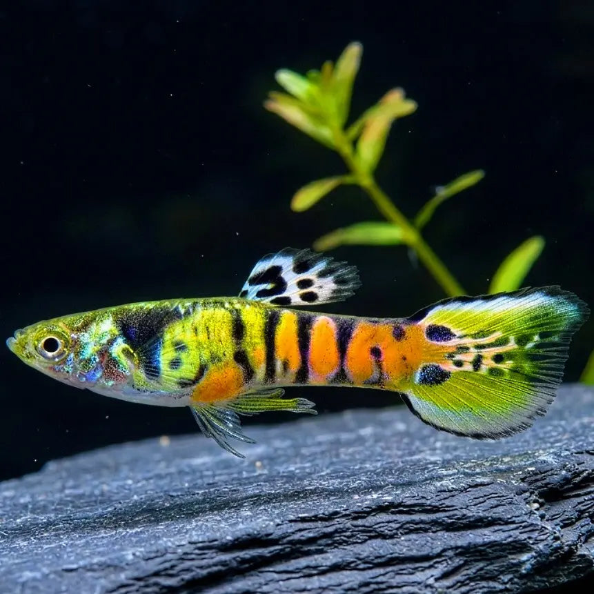 Guppy Endler - Tigergrün AquaTimo