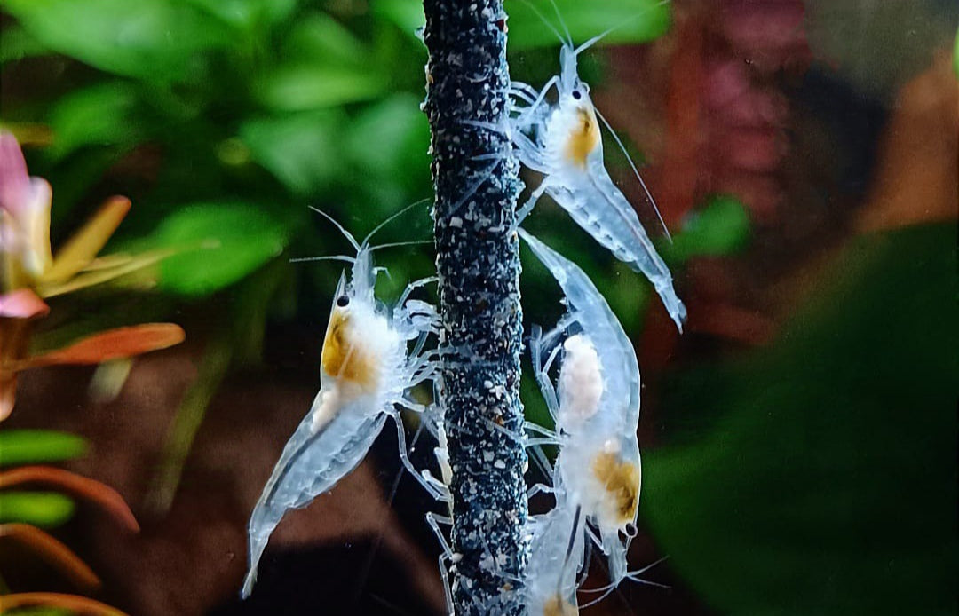 Neocaridina davidi - White Pearl Garnelen