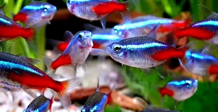 Neonsalmler – 💙❤️ Paracheirodon innesi AquaTimo