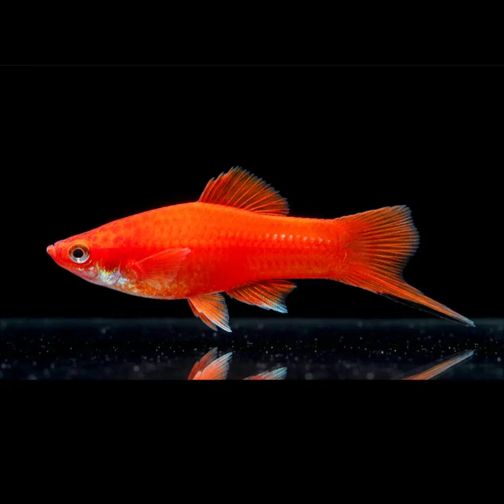 Schwertträger Komet-Rot – Leuchtend rot mit strahlendem Schweif AquaTimo