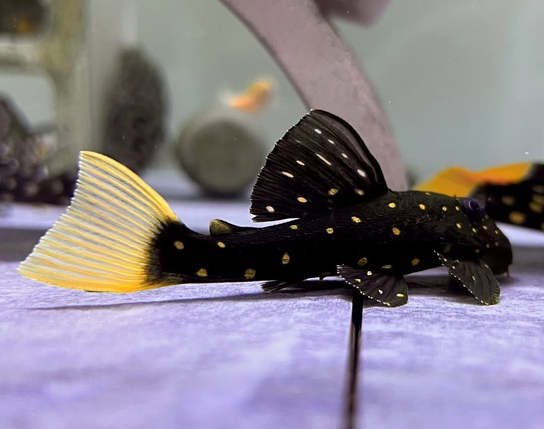 Gelbsaum-Prachtharnischwels – Baryancistrus xanthellus L018 | L081 🟡🖤 Golden Nugget