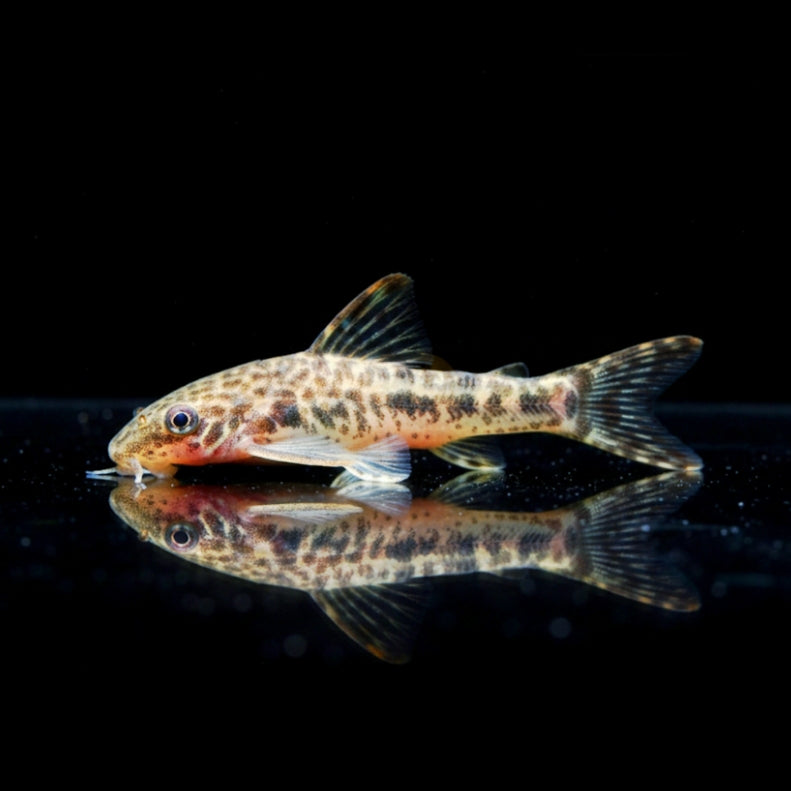 Schauspieler-Ohrgitterharnischwels
Otocinclus mimulus 🎭🐟