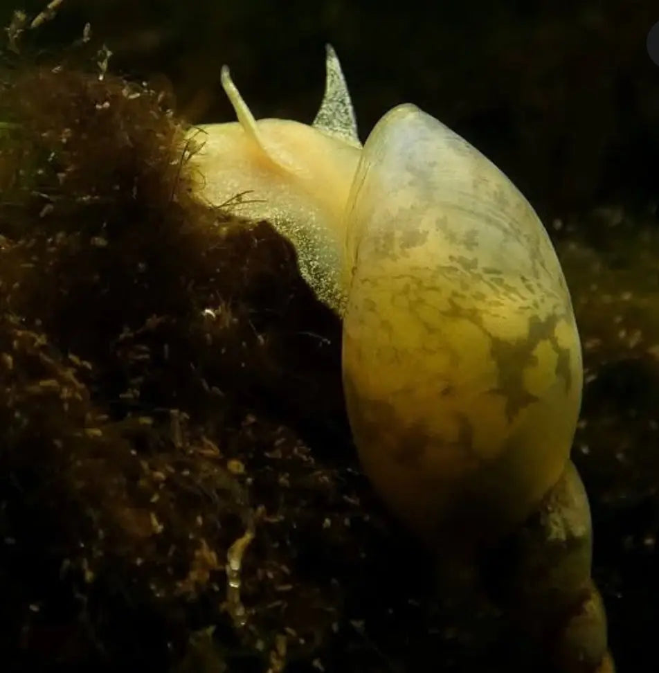 Spitzschlammschnecken – Yoda Schnecken (Lymnaea stagnalis) AquaTimo