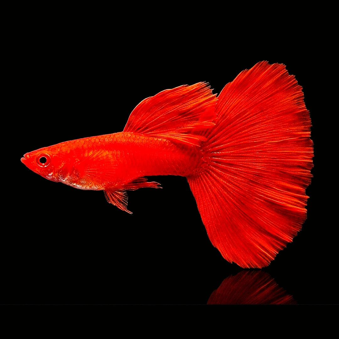 Hochzucht Guppy - Full Red