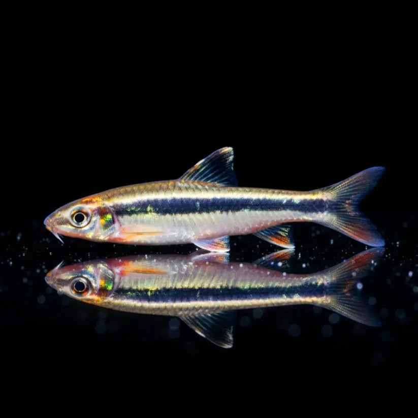 Schönflossen-Algenfresser – Epalzeorhynchus kalopterum AquaTimo