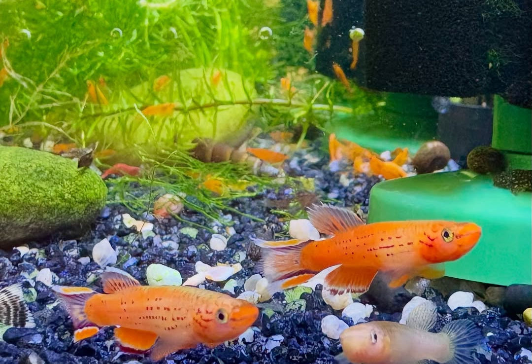 Kap Lopez Prachtkärpfling – aphyosemion australe 🐟🌿