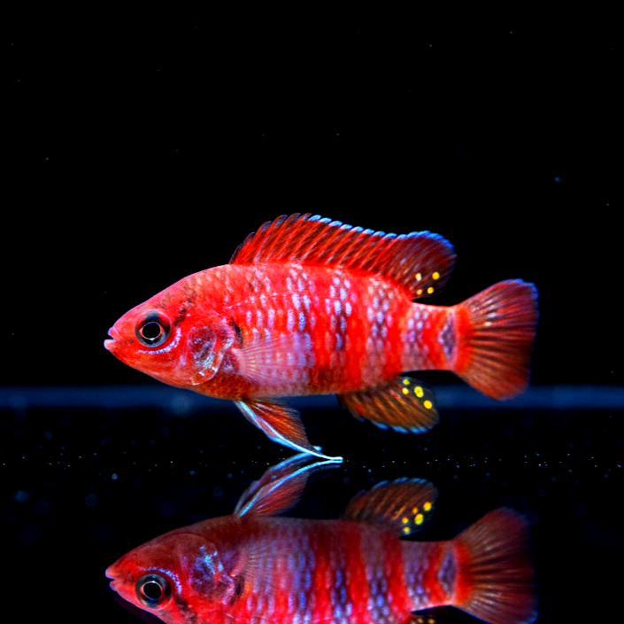 Dario dario – Scharlachroter Zwergblaubarsch