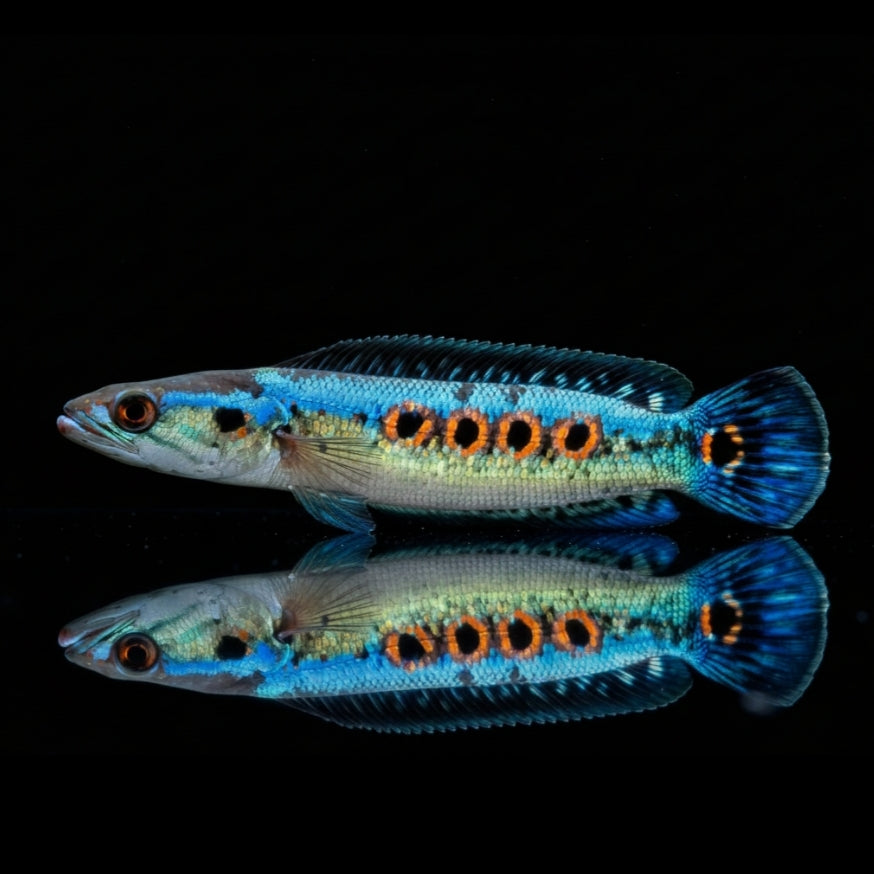 Channa pleurophthalma – Der Augenfleck-Schlangenkopffisch