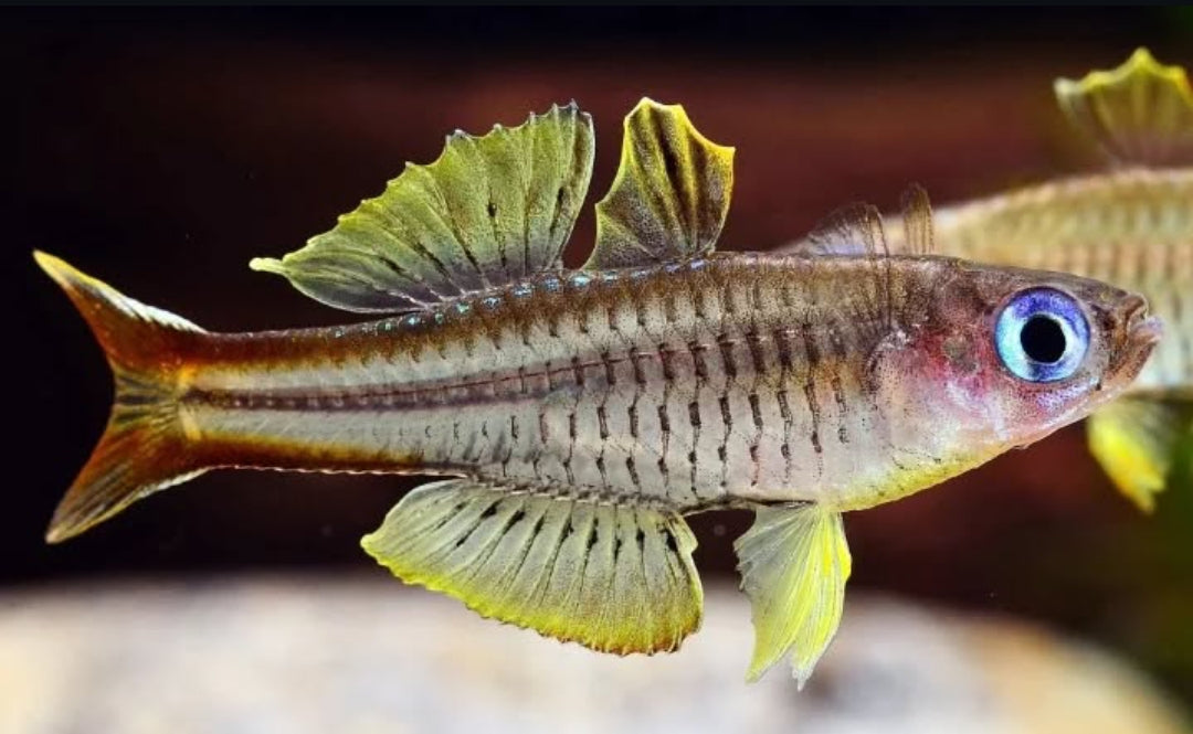 Ivantsoffs Blauauge – Pseudomugil ivantsoffi 💙✨