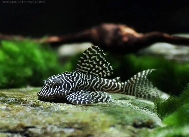 Queen Arabesque Harnischwels – L260 🖤🤍
(Hypancistrus sp.) AquaTimo