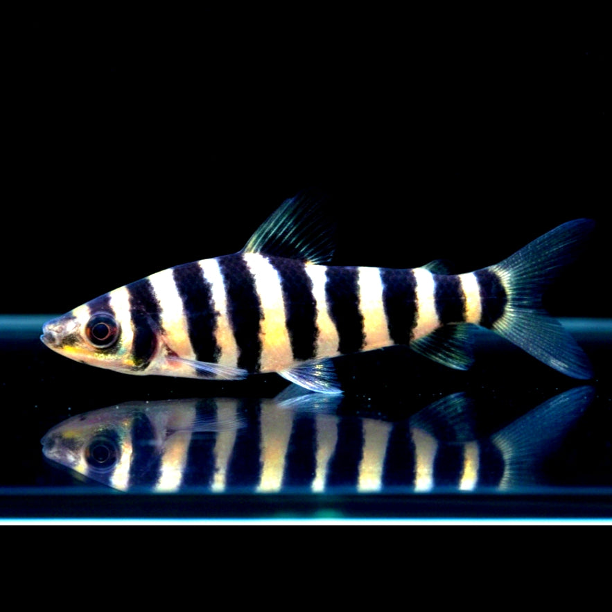 Grüner Leporinus – Wespensalmler (Leporinus affinis)