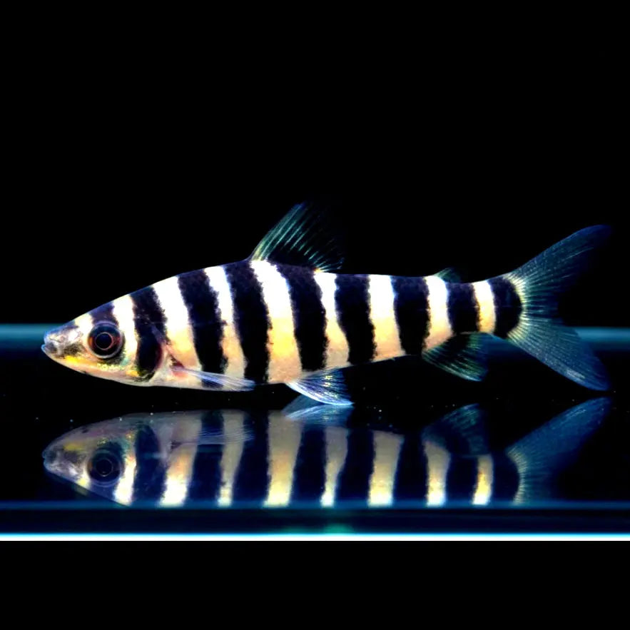 Grüner Leporinus – Wespensalmler (Leporinus affinis) AquaTimo