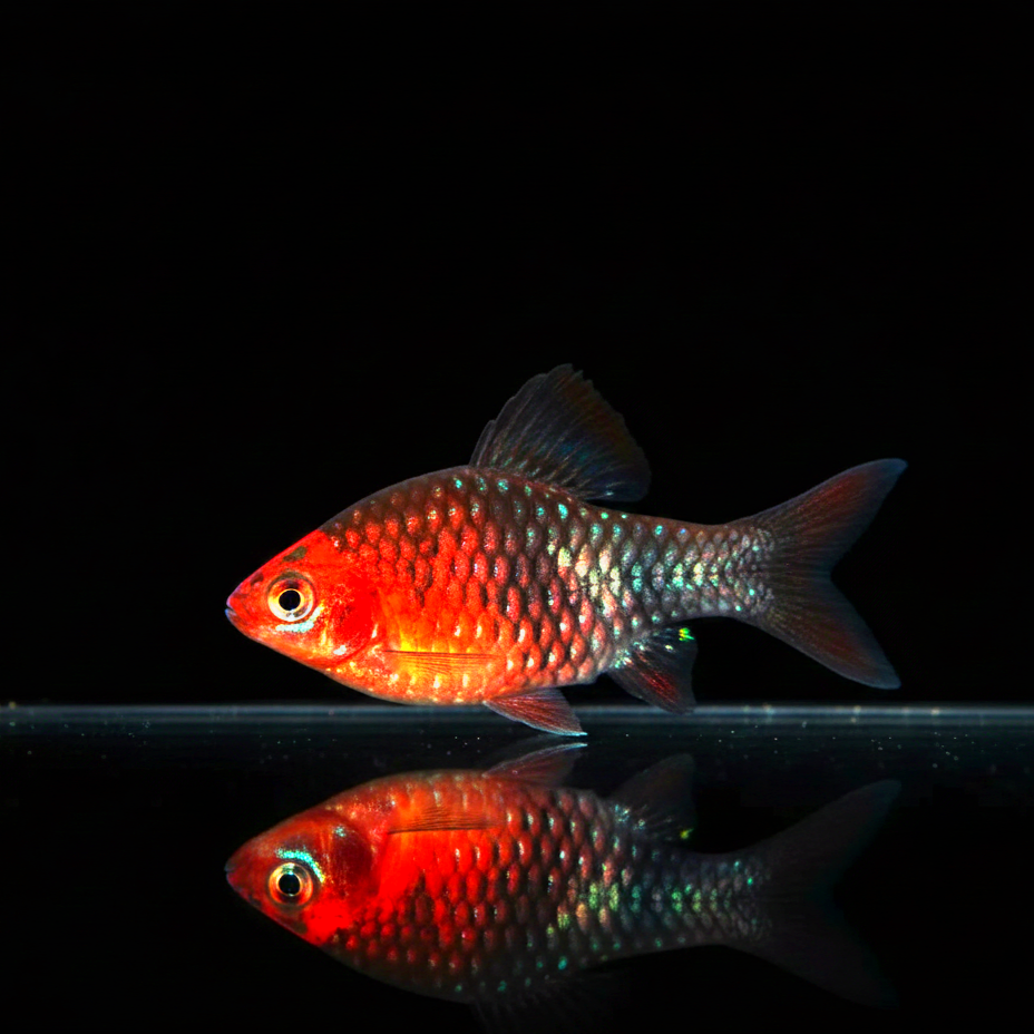 Purpurkopfbarbe – Puntius nigrofasciatus 🌸🐟
