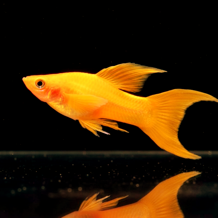 Molly Rot/Orange – Lebendige Farben und friedliches Wesen