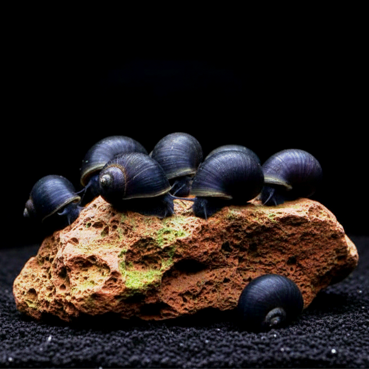 Neritina pulligera - Anthrazit Napfschnecke