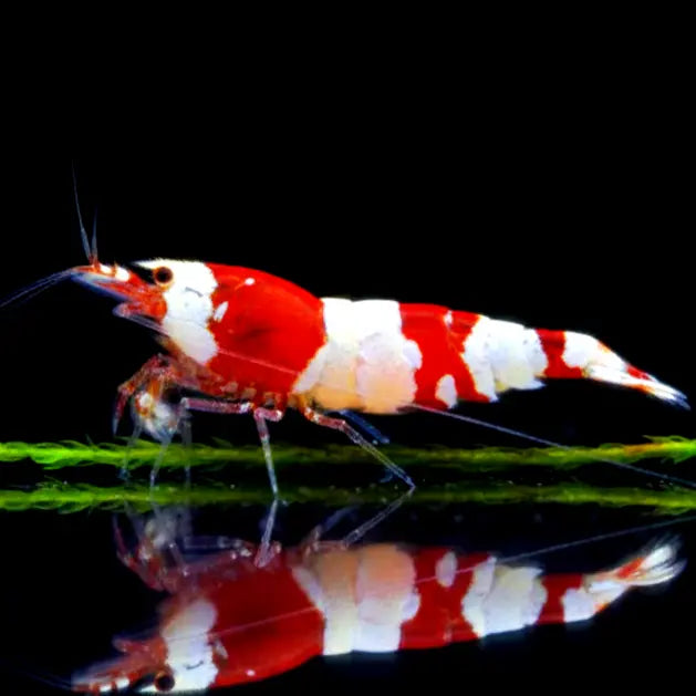 Caridina logemanni - Zwerggarnele ❤️🤍 "Kristal Red" K2-K4 AquaTimo