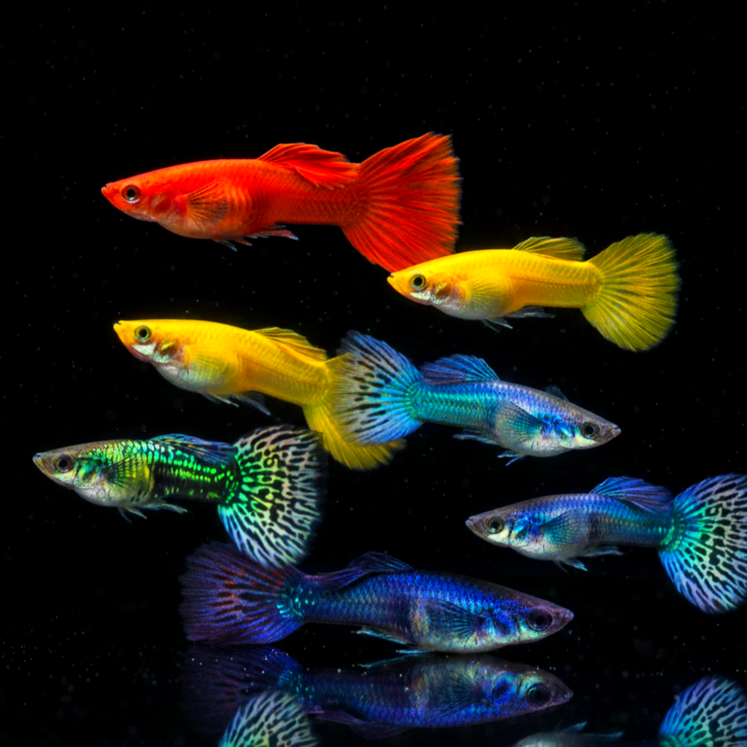 Hochzucht Guppy - MIX