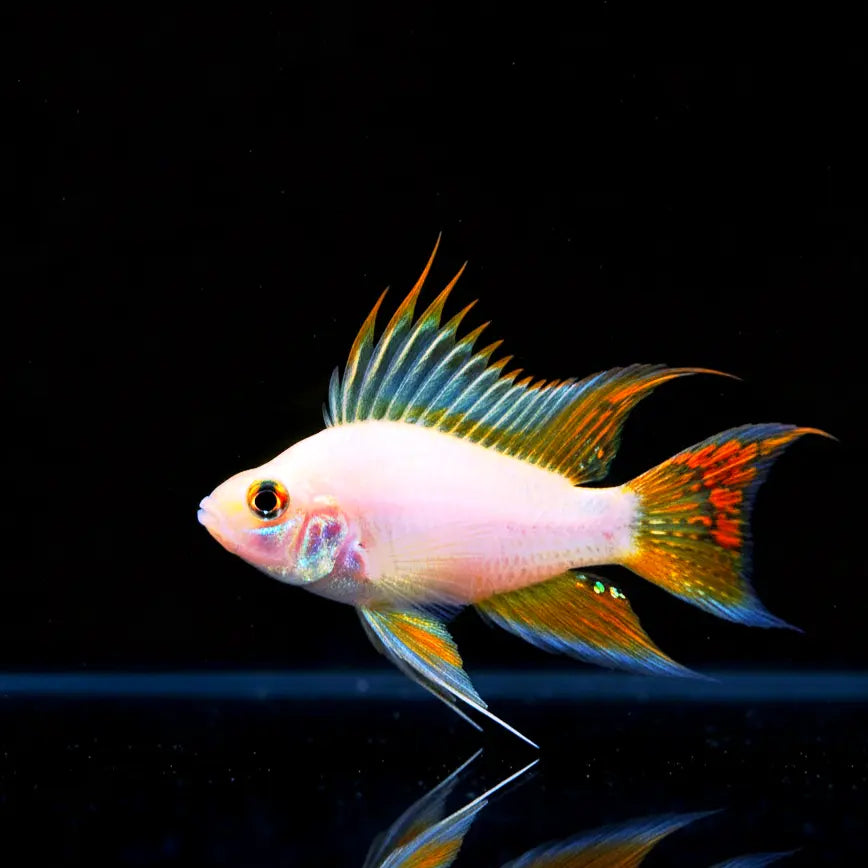 Apistogramma cacatuoides "Gold" 🐠✨ AquaTimo
