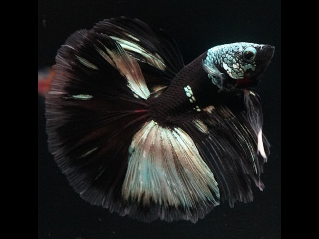 Betta splendens – Halfmoon Black Devil 🐠🖤