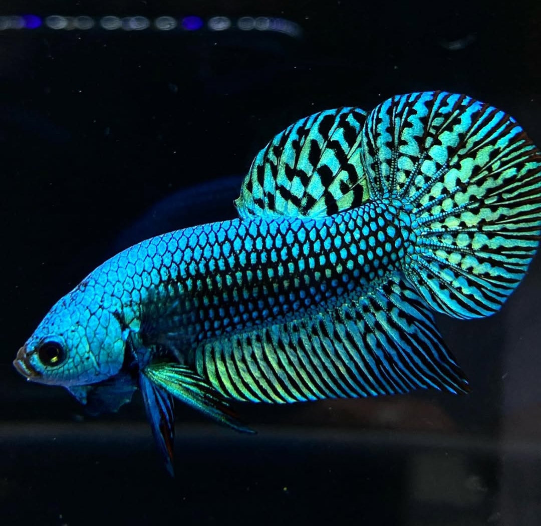 Betta splendens "Alien Blue" –  Zuchtkampffisch mit metallisch blauer Färbung Kampffisch