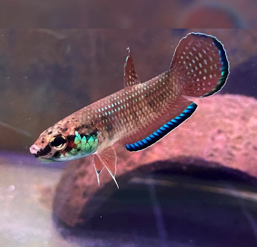 Simplex-Kampffisch – Betta simplex 🐟🌿