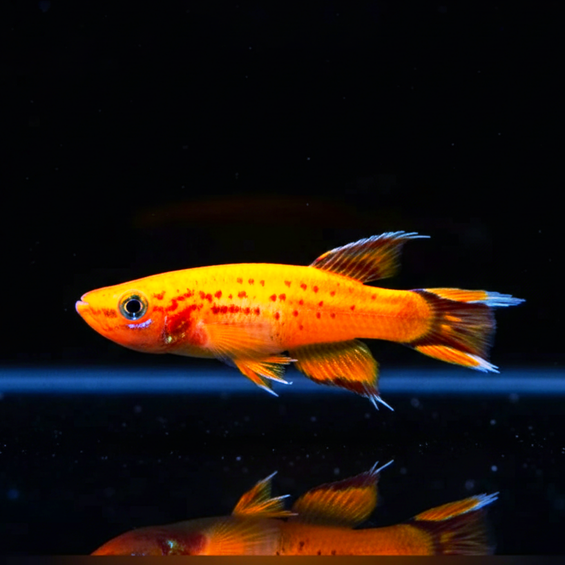 Kap Lopez Prachtkärpfling – aphyosemion australe 🐟🌿
