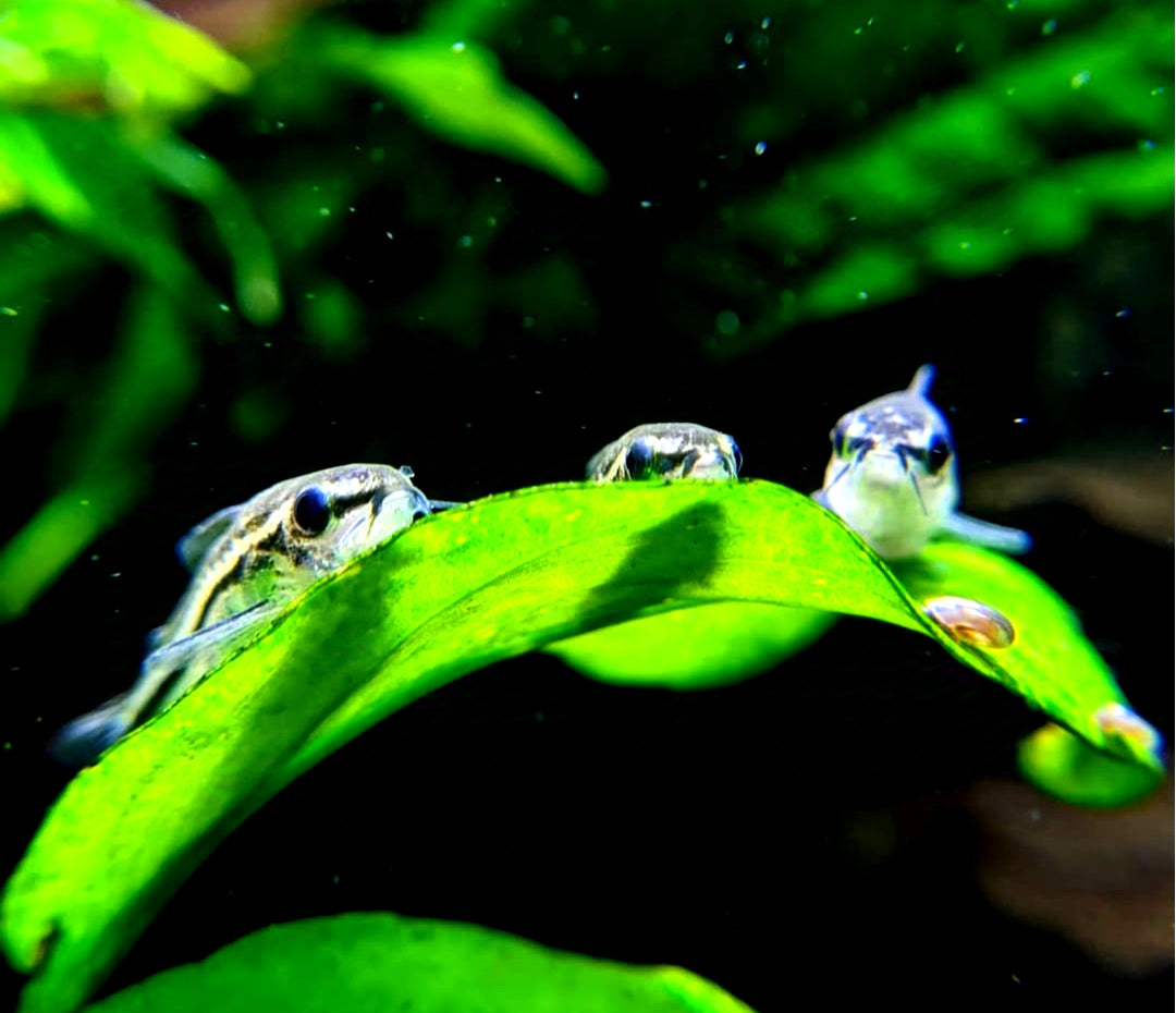 Corydoras Pygmaeus Zwergpanzerwels - aus Liebevoller Zucht