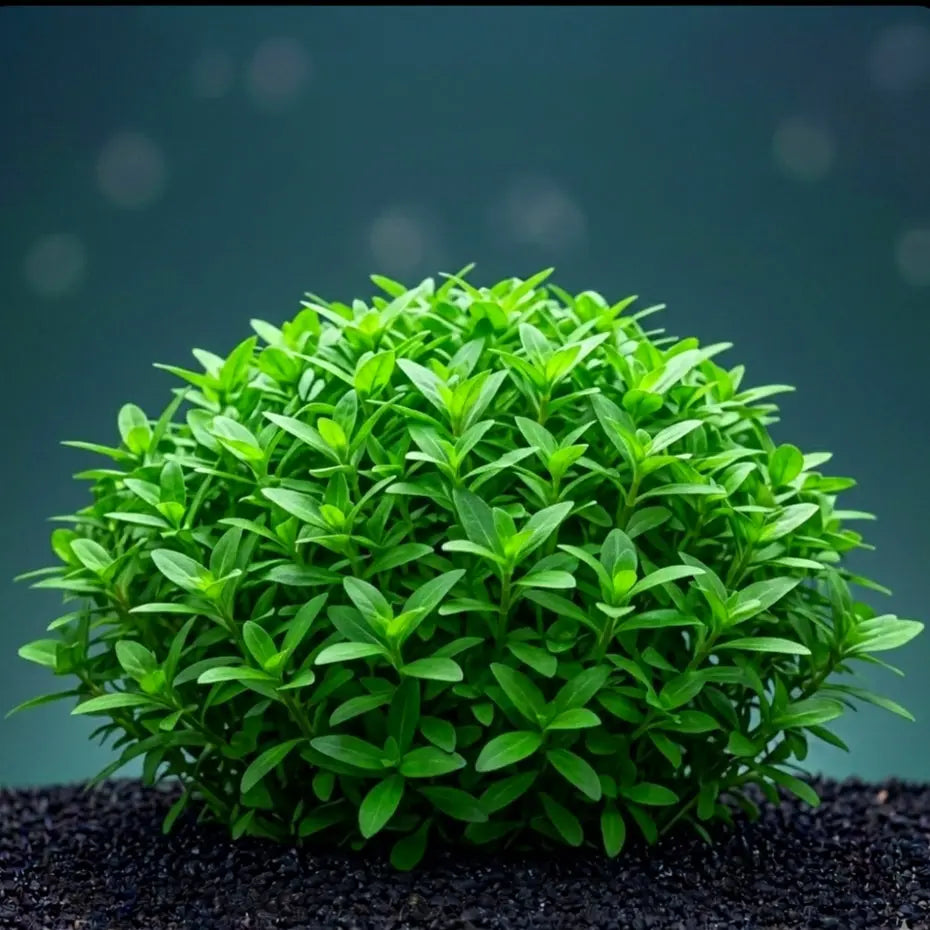 Staurogyne repens / Dennerle-Plants AquaTimo