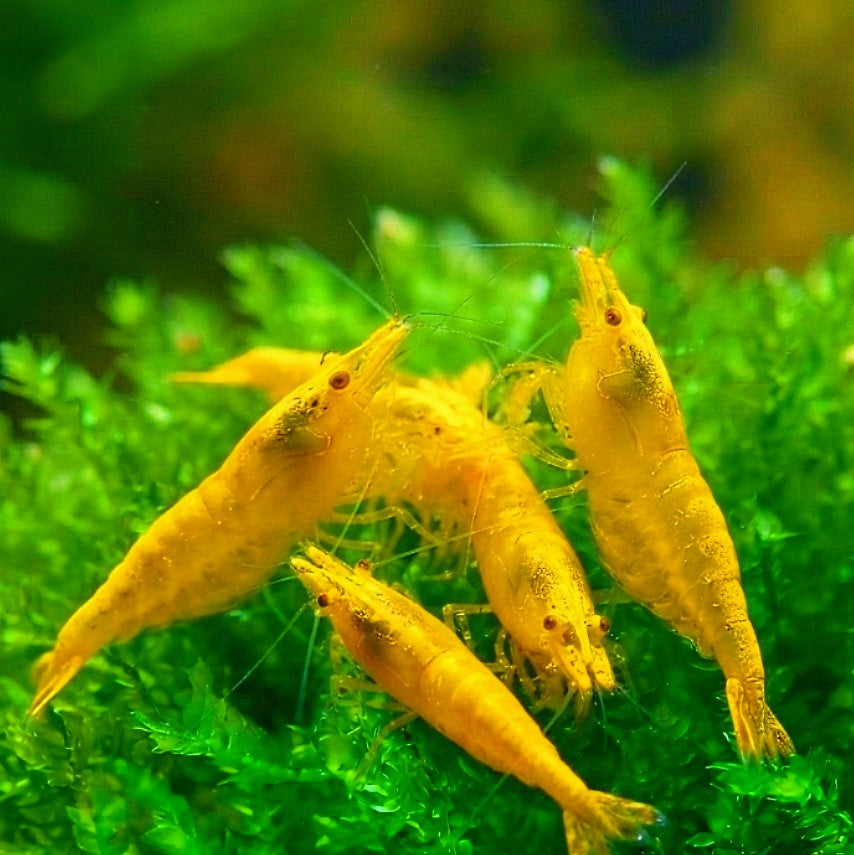 Neocaridina davidi – 💛 Yellow Fire Garnelen