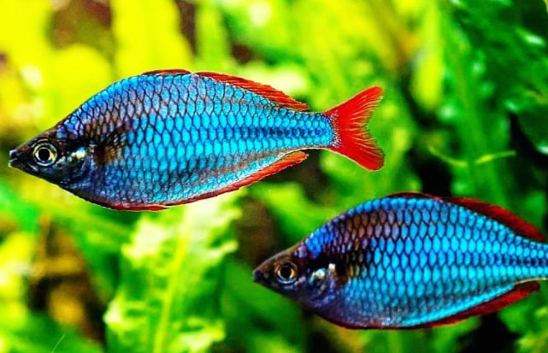 Pracht Regenbogenfisch – melanotaenia praecox 🐟✨