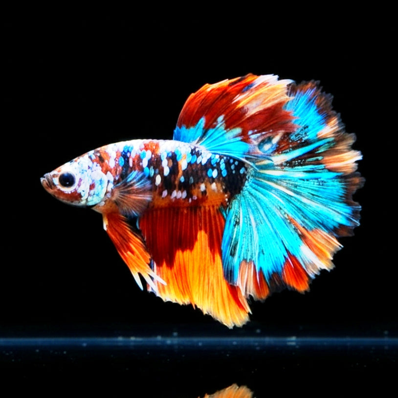 Betta splendens "Halfmoon Fancy Koi Nemo" – Farbenfroher Kampffisch mit spektakulärer Musterung