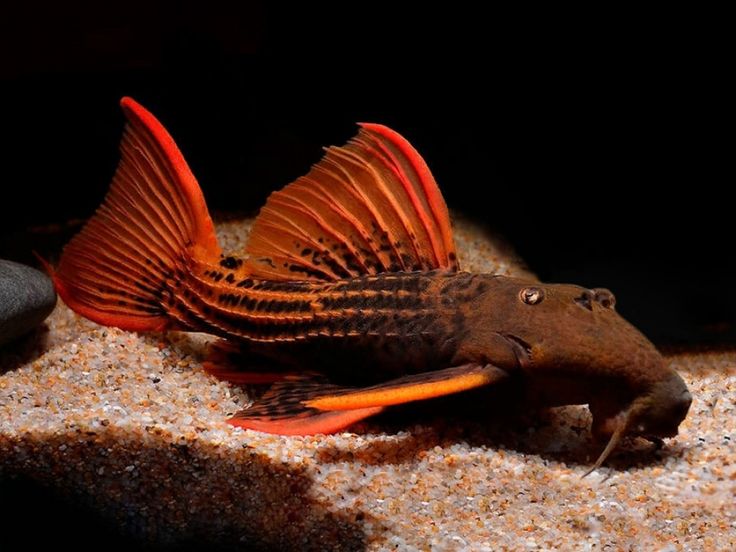 L25 Scarlet Cactus Pleco – Pseudacanthicus pirarara 🔥🛡️ ca 30 cm