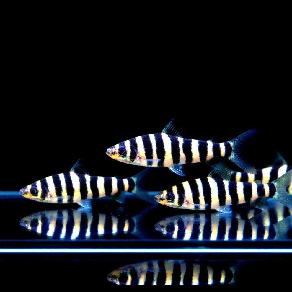 Grüner Leporinus – Wespensalmler (Leporinus affinis) AquaTimo