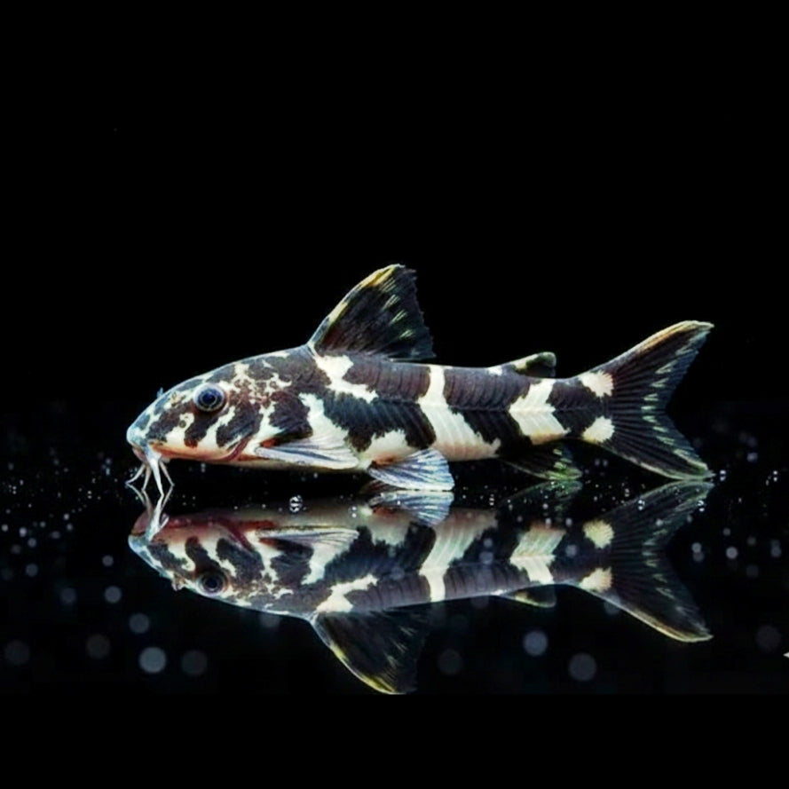 Ninja-Trugdornwels
Tatia musaica (Centromochlus musaicus)