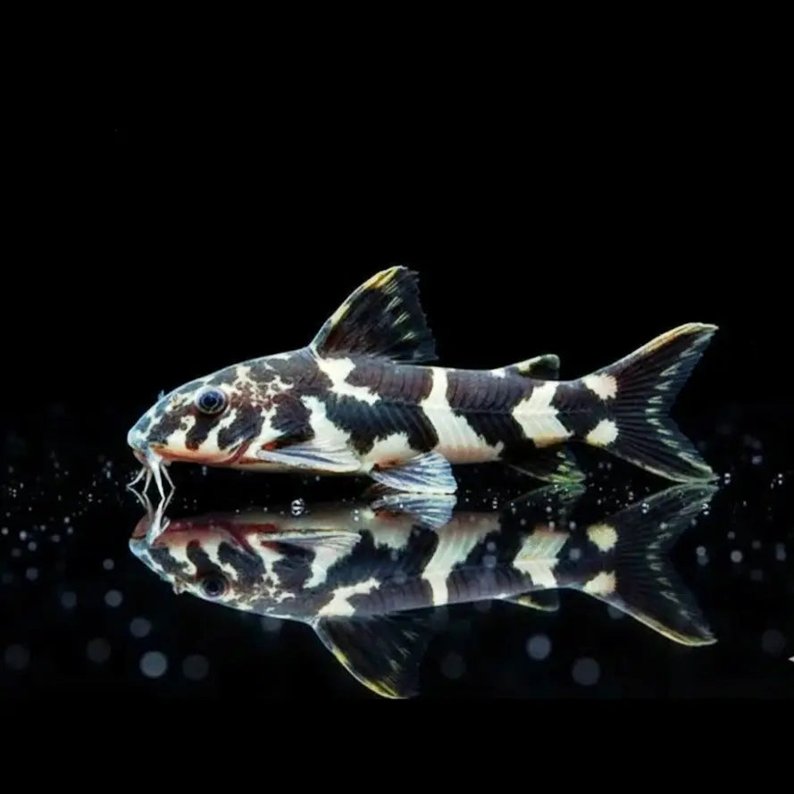 Ninja-Trugdornwels
Tatia musaica (Centromochlus musaicus) AquaTimo