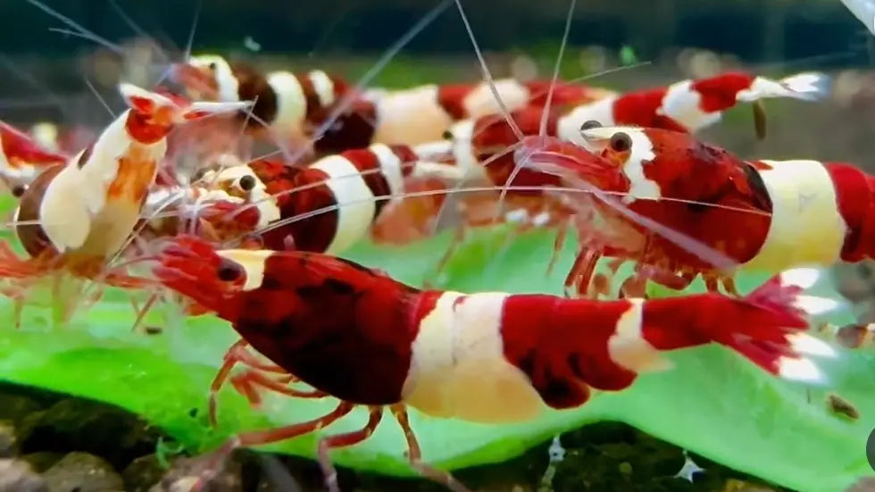 Caridina logemanni - Zwerggarnele ❤️🤍 "Kristal Red" K2-K4 AquaTimo
