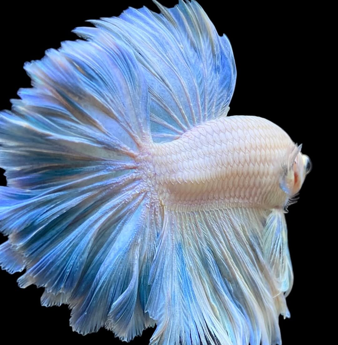 Betta splendens "Halfmoon Full White" – Eleganter Kampffisch in reinem Weiß