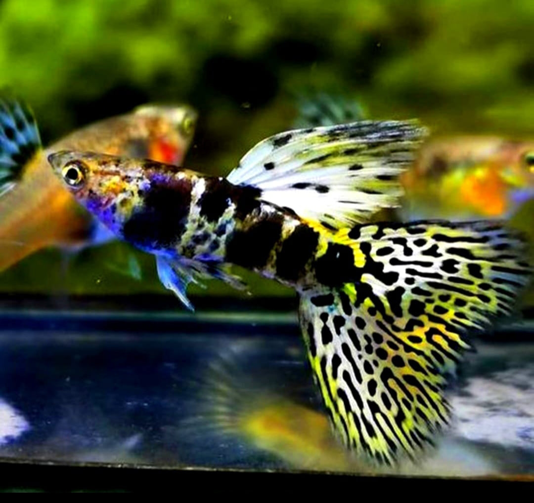 Hochzucht Guppy - Green Tiger King Cobra