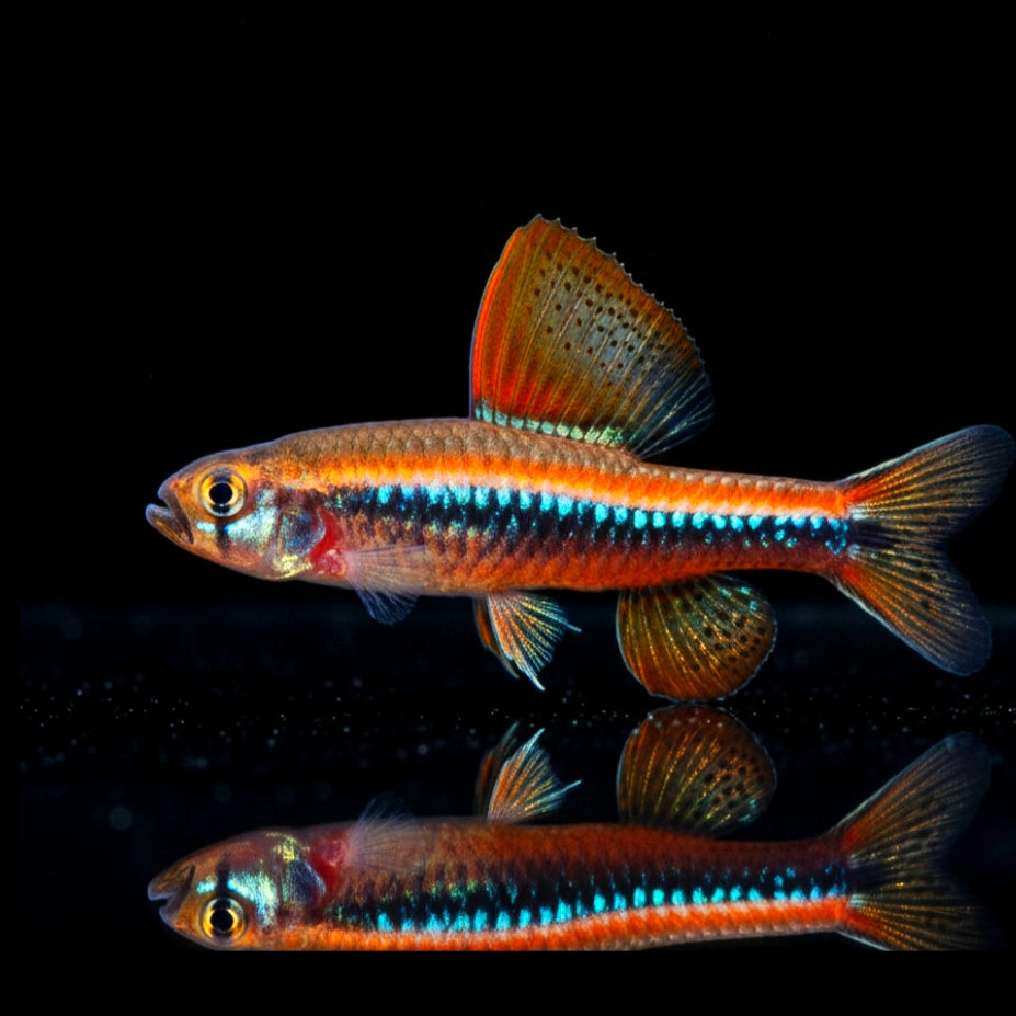 Weitzmans Raubsalmler – Poecilocharax weitzmani