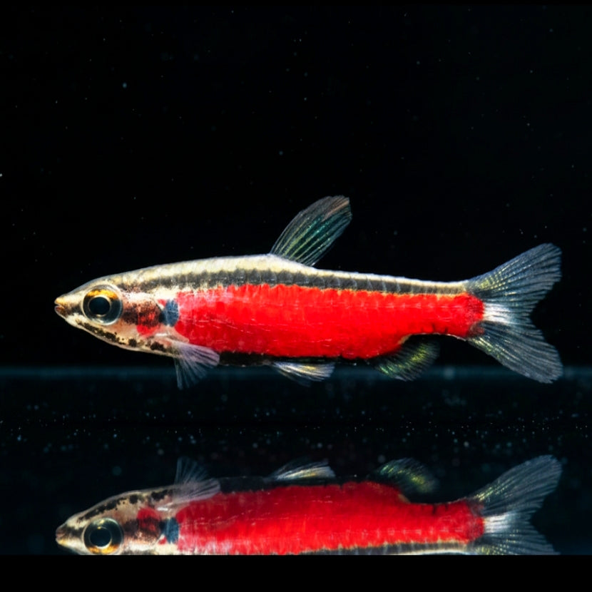 Roter Ziersalmler – Nannostomus spec. "Super Red" (CENEPA)