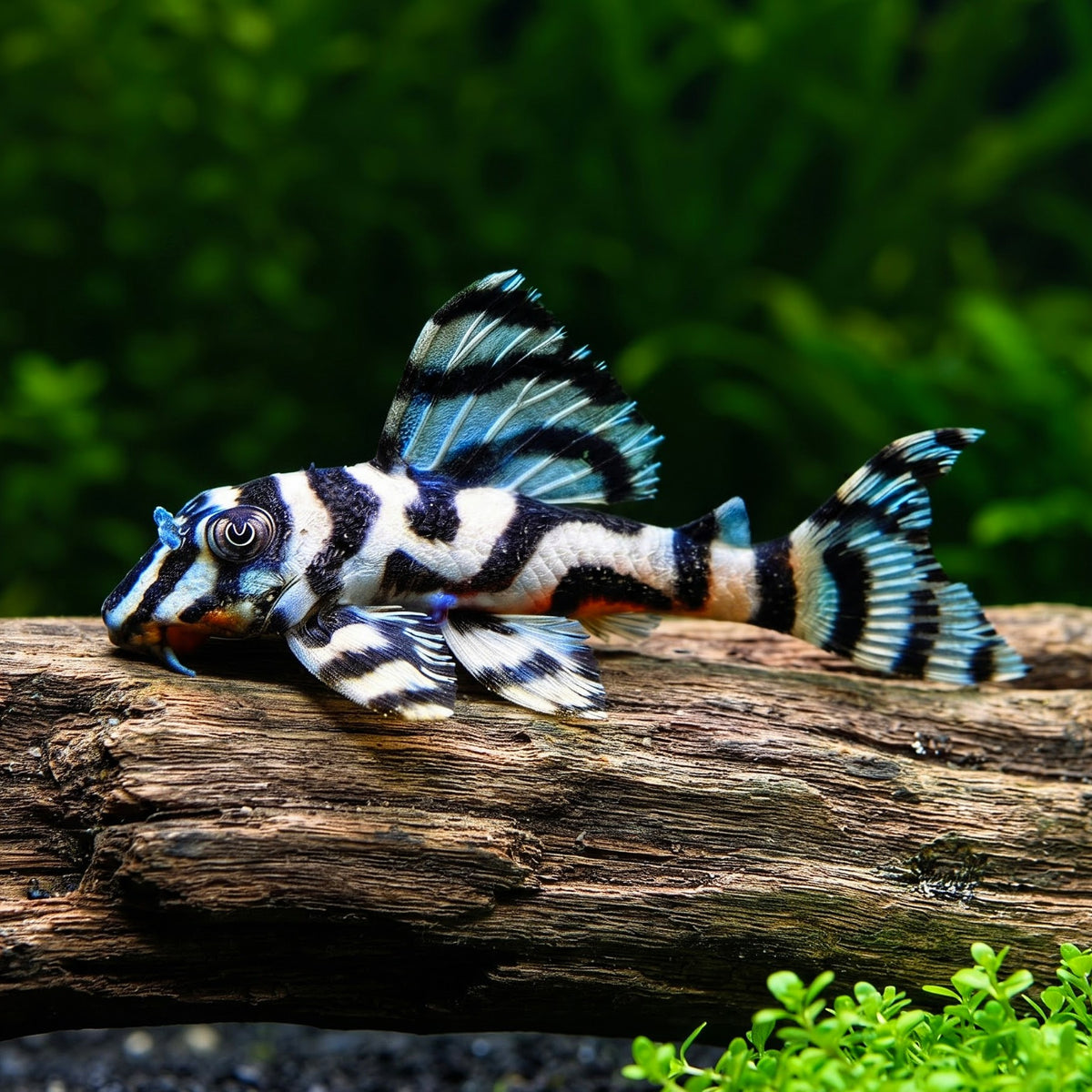 L236 Welse: Iriri-Harnischwels, Hypancistrus spec. ca. 5 cm