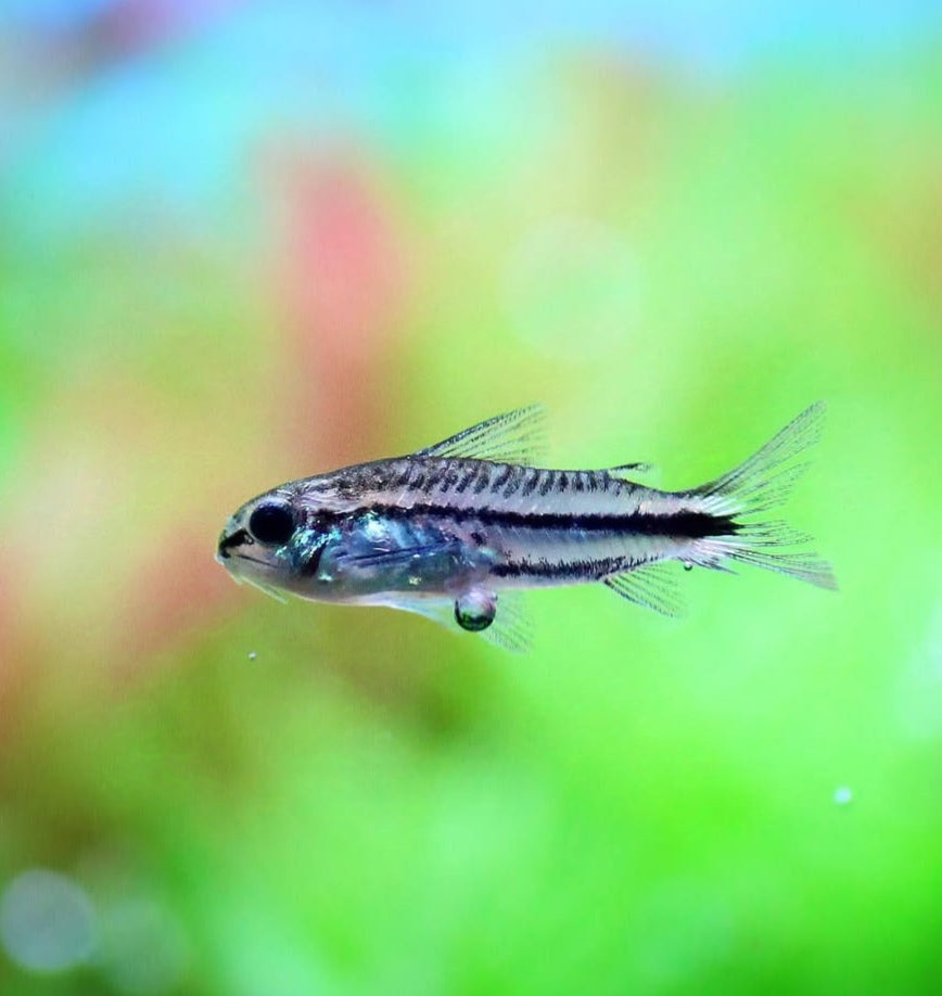 Corydoras Pygmaeus Zwergpanzerwels
